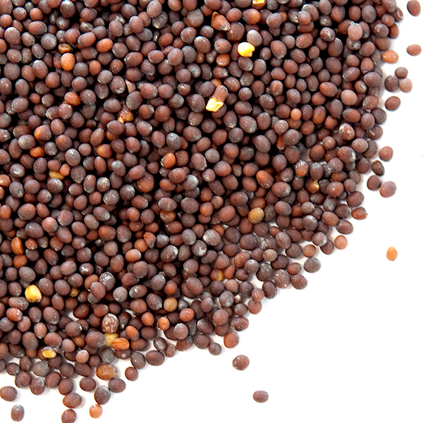 Kos Brown Mustard