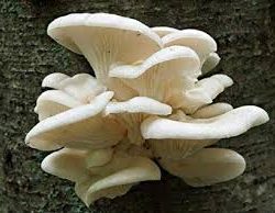 Oster Mushrooms