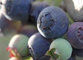 Moon Berry