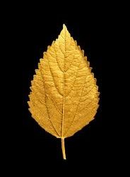 Gold Leaves