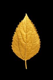 Gold Leaves